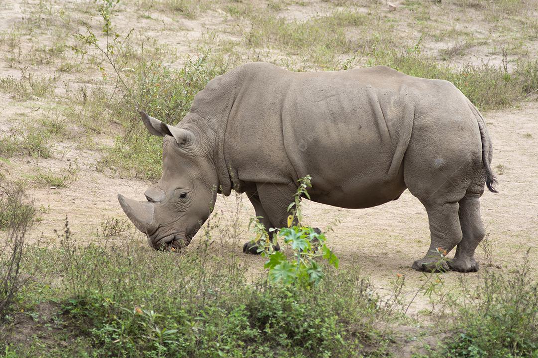 Rinoceronte branco comendo grama em uma terra arenosa.