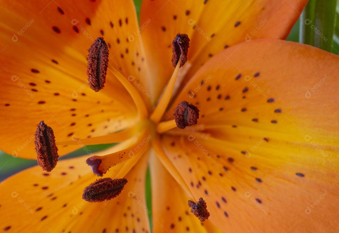 Close up de um lírio laranja.