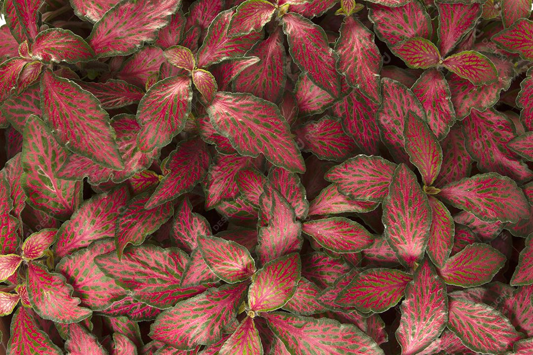Textura de folhas vermelhas e verdes.