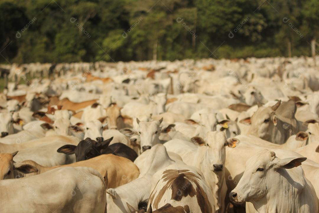 gado em um pasto verde na  fazenda
