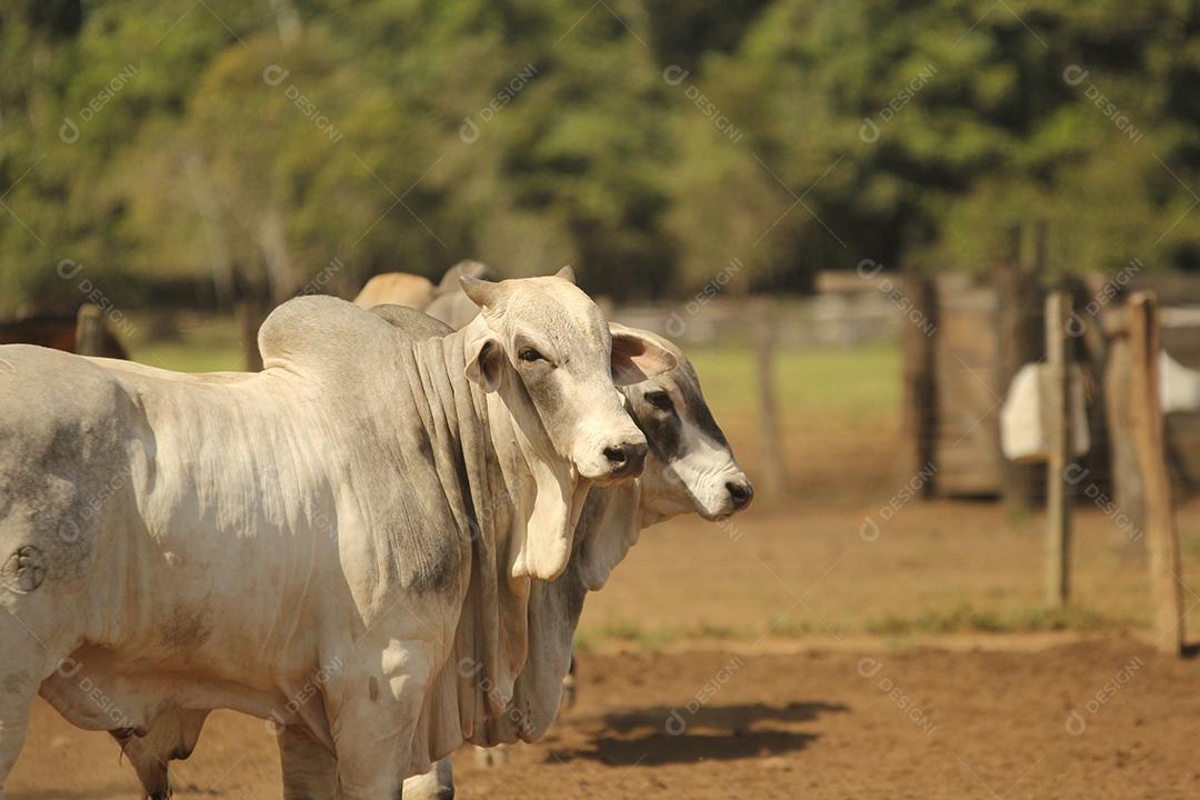 gado em um pasto verde na  fazenda