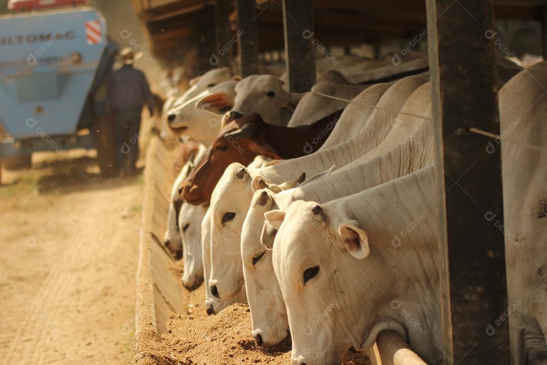 gado em um pasto verde na  fazenda