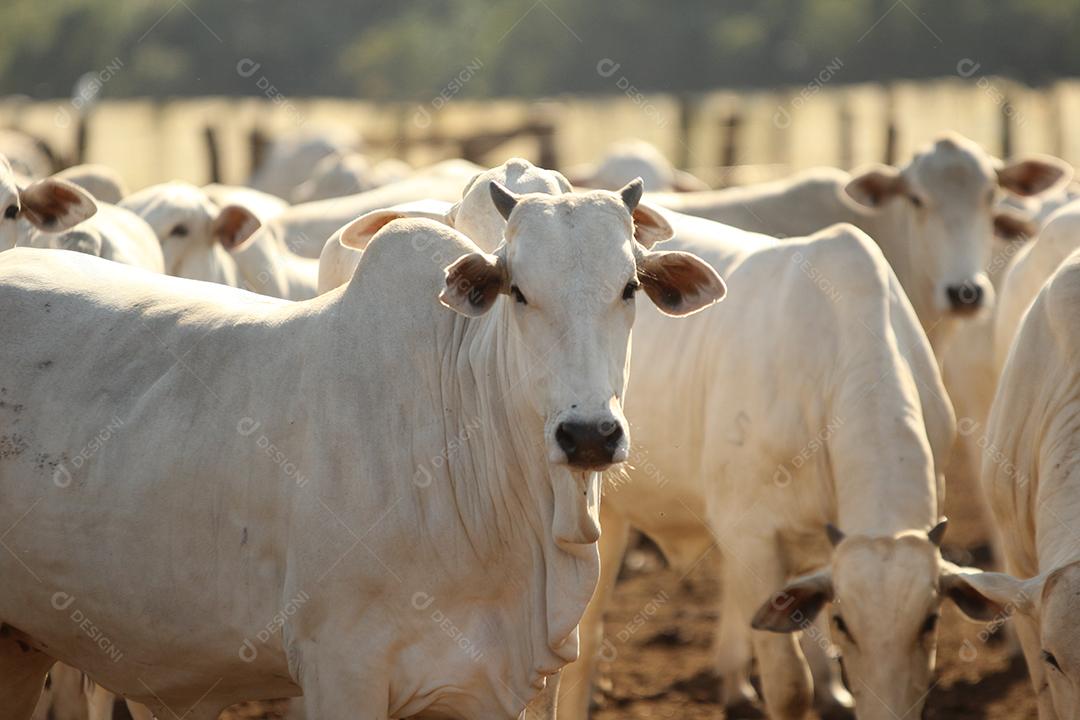 gado em um pasto verde na  fazenda