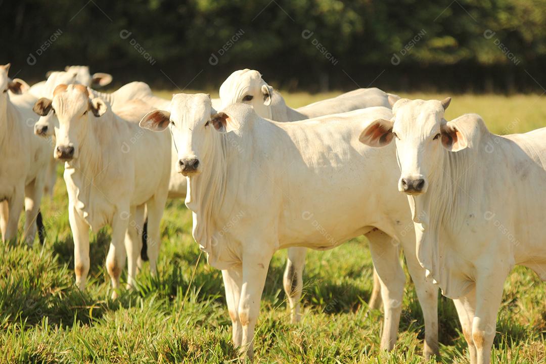 gado em um pasto verde na  fazenda