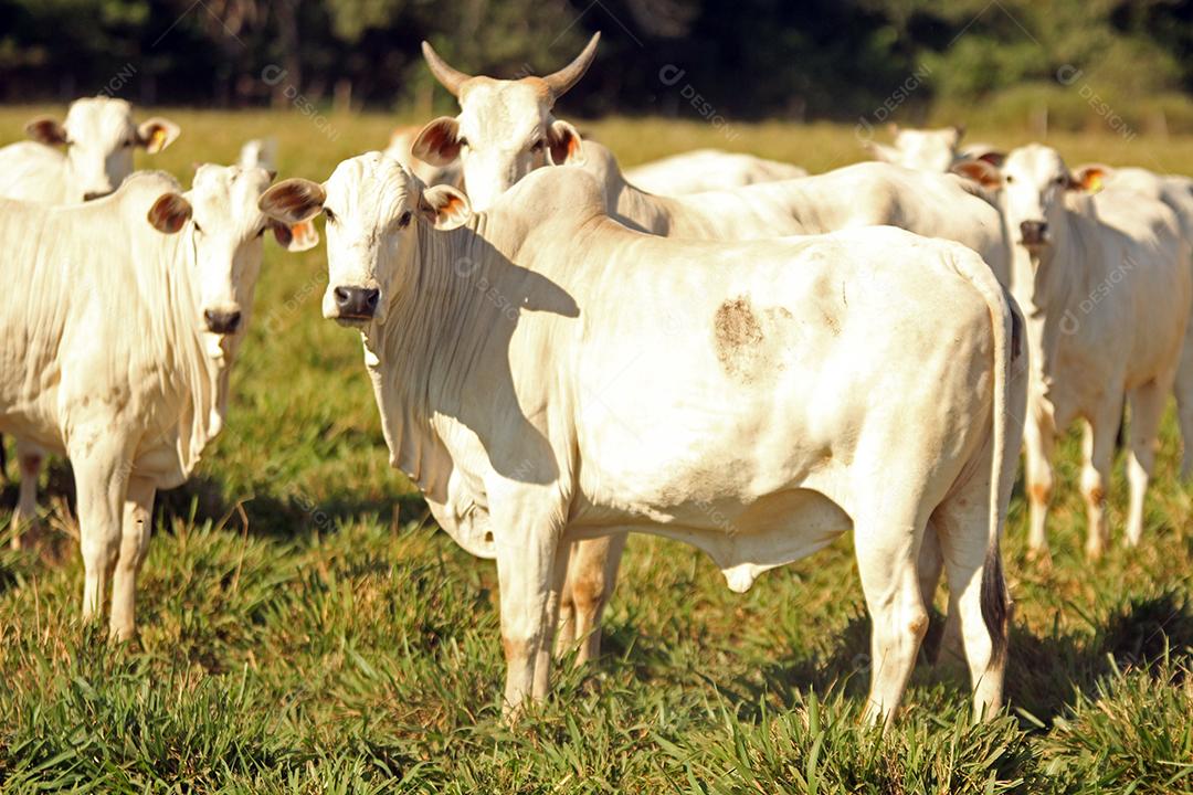 gado em um pasto verde na  fazenda