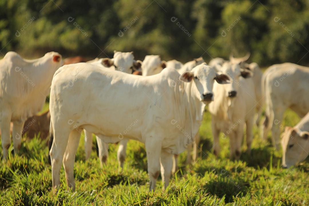 gado em um pasto verde na  fazenda