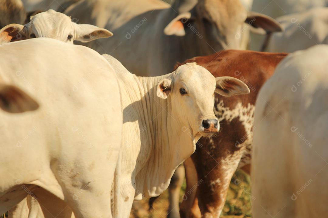 gado em um pasto verde na  fazenda