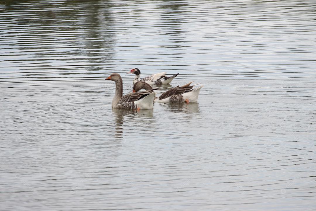 tres patos livres na água