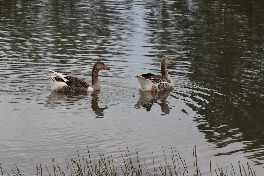 dois patos na água