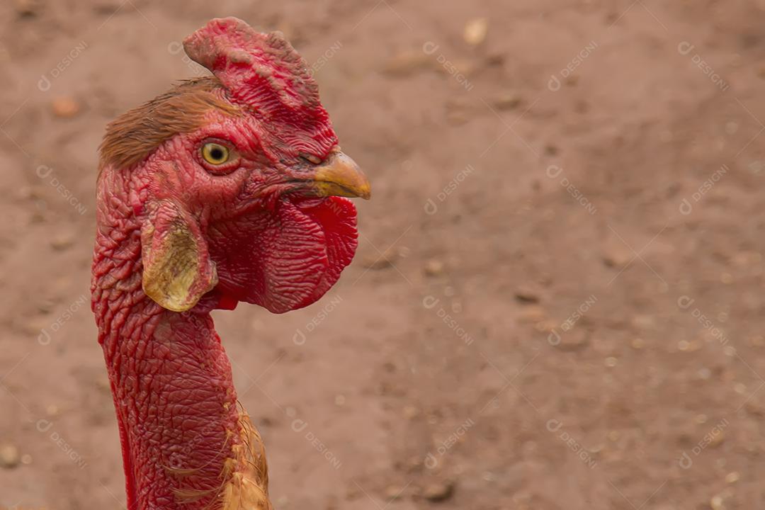 frango ciscando quintal