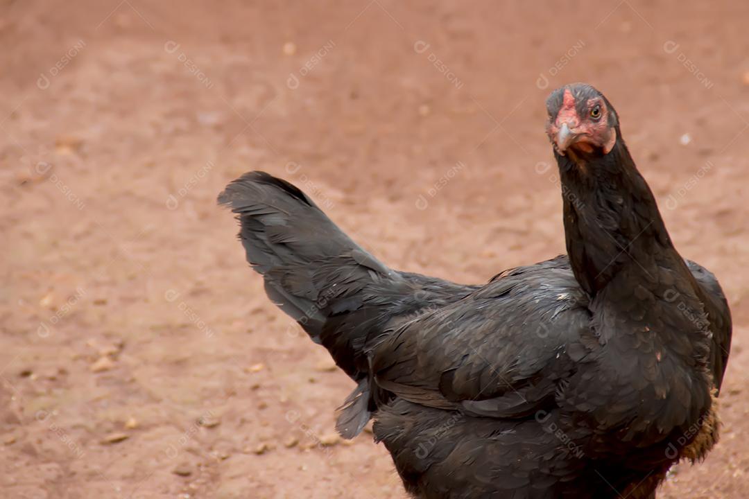 galinha Índio do Bico Curto no quintal