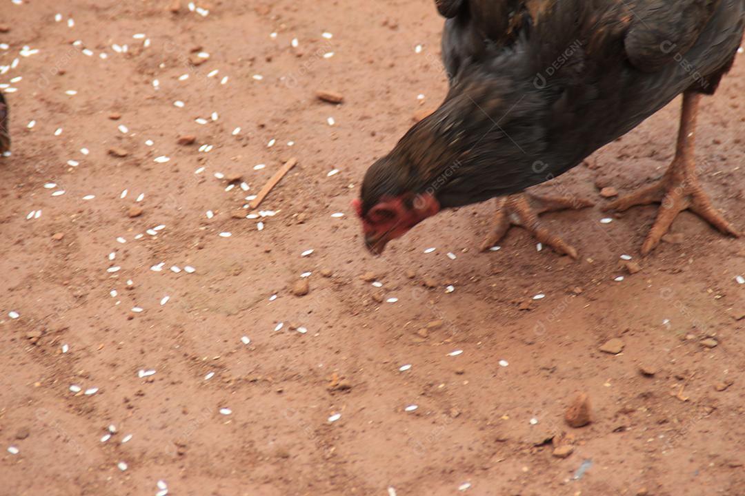 galinha Índio do Bico Curto