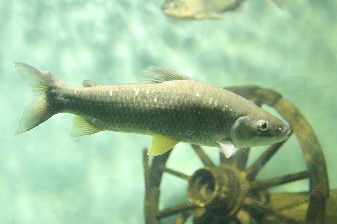 Esqualius valentinus  peixe exótico