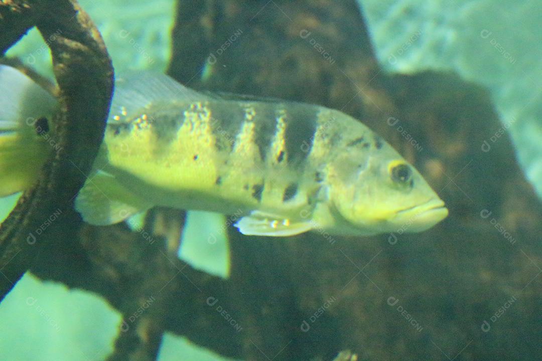 Tucunaré Pesca peixe exótico