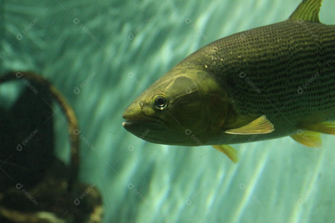 peixe exótico Dorado Dourado