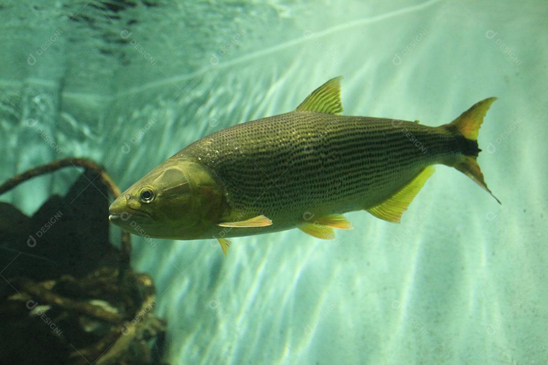 peixe exótico Dorado Dourado