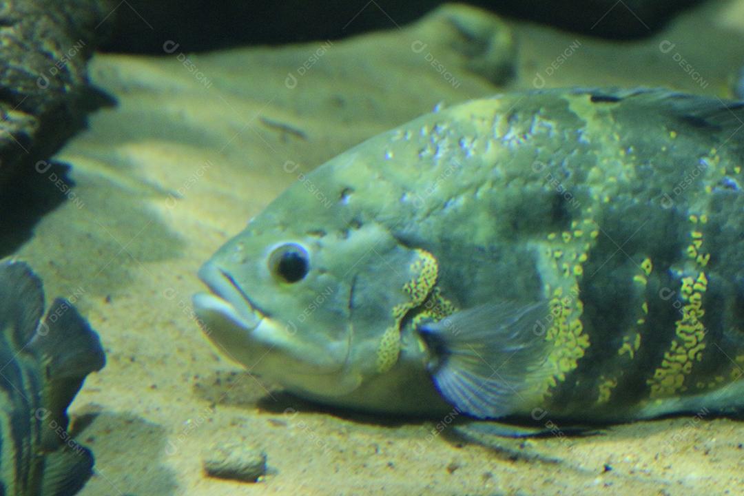 Tucunaré Pesca peixe exótico