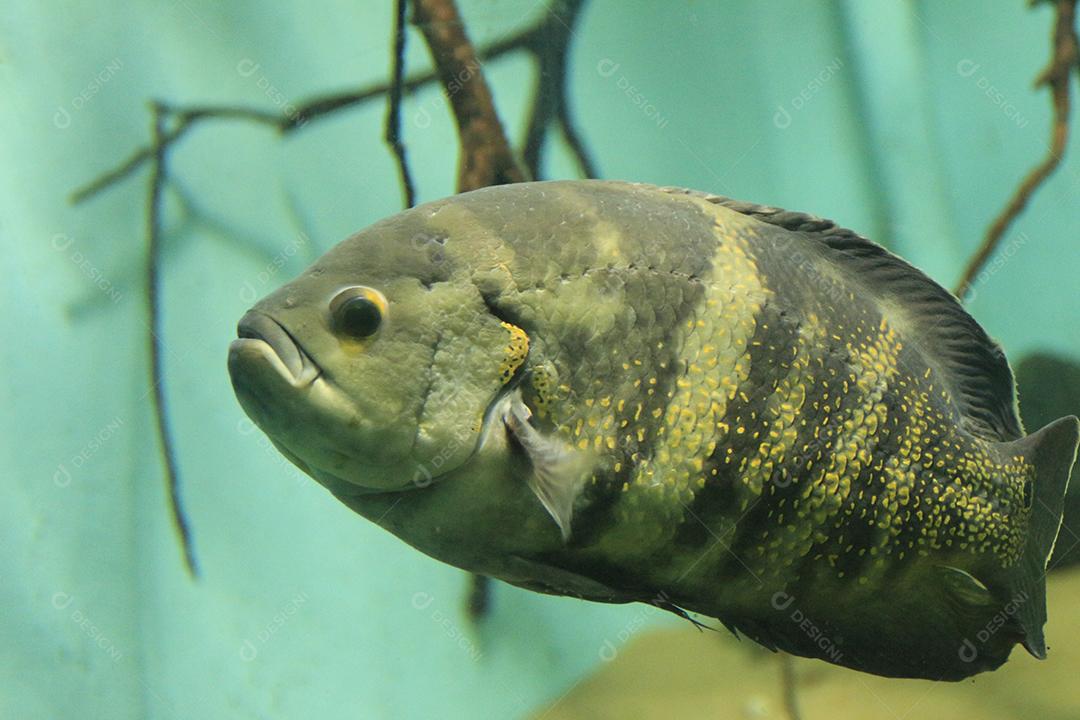 espécies de Amphilophus peixes exóticos