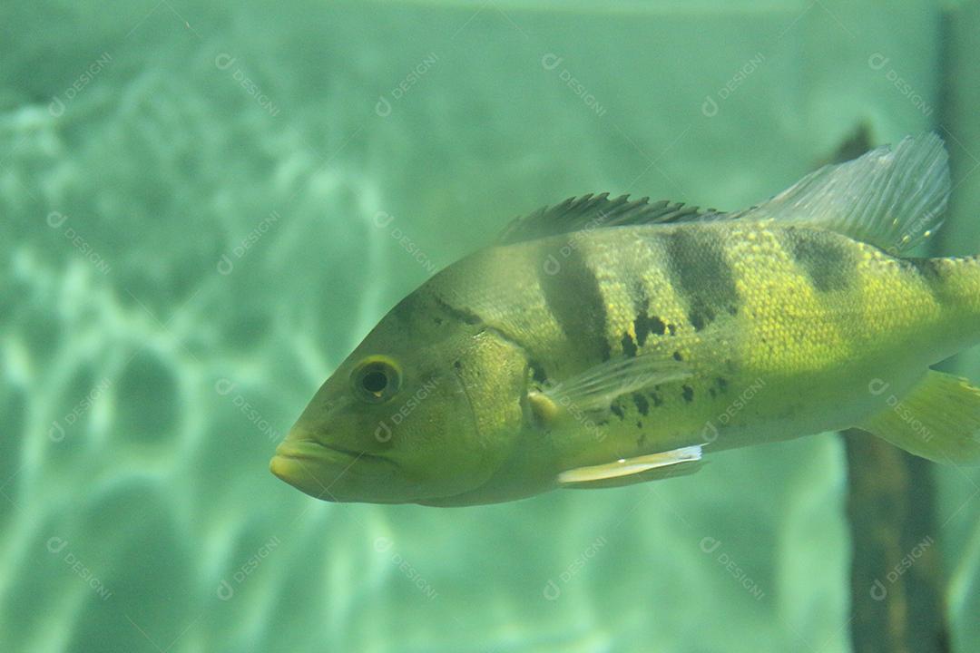 Tucunaré Orinoco (capturado selvagem) para venda Peixe Exótico
