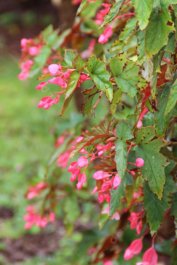 Arbusto milagroso flores plantas
