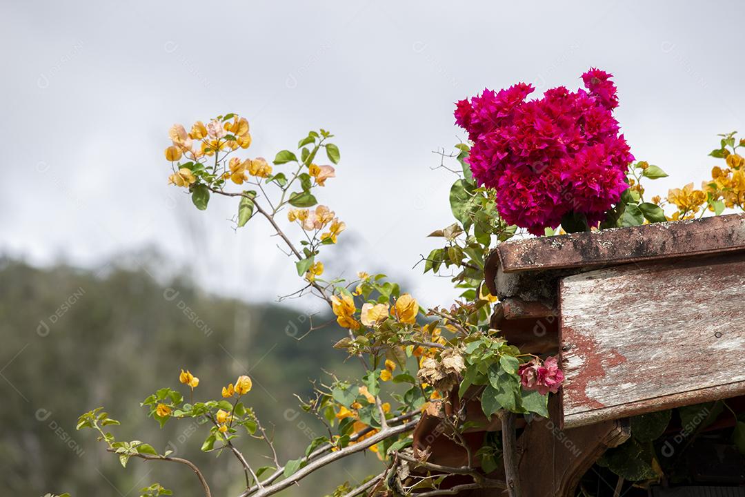 Flores Vermelhas em Flor · Foto de estoque