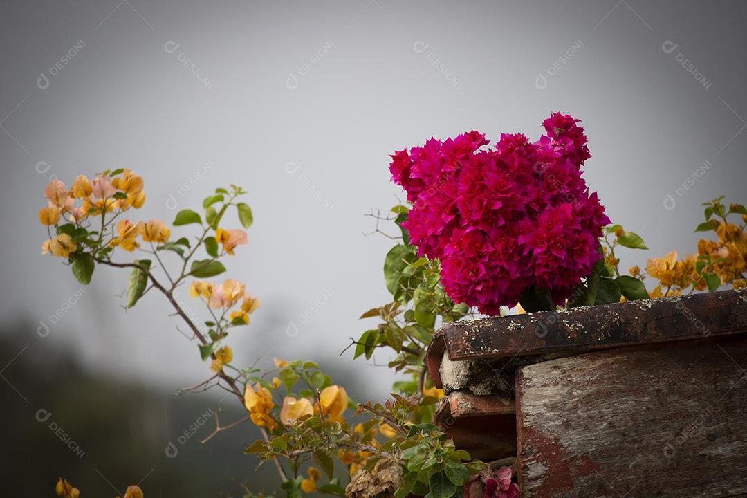 Flores Vermelhas em Flor · Foto de estoque
