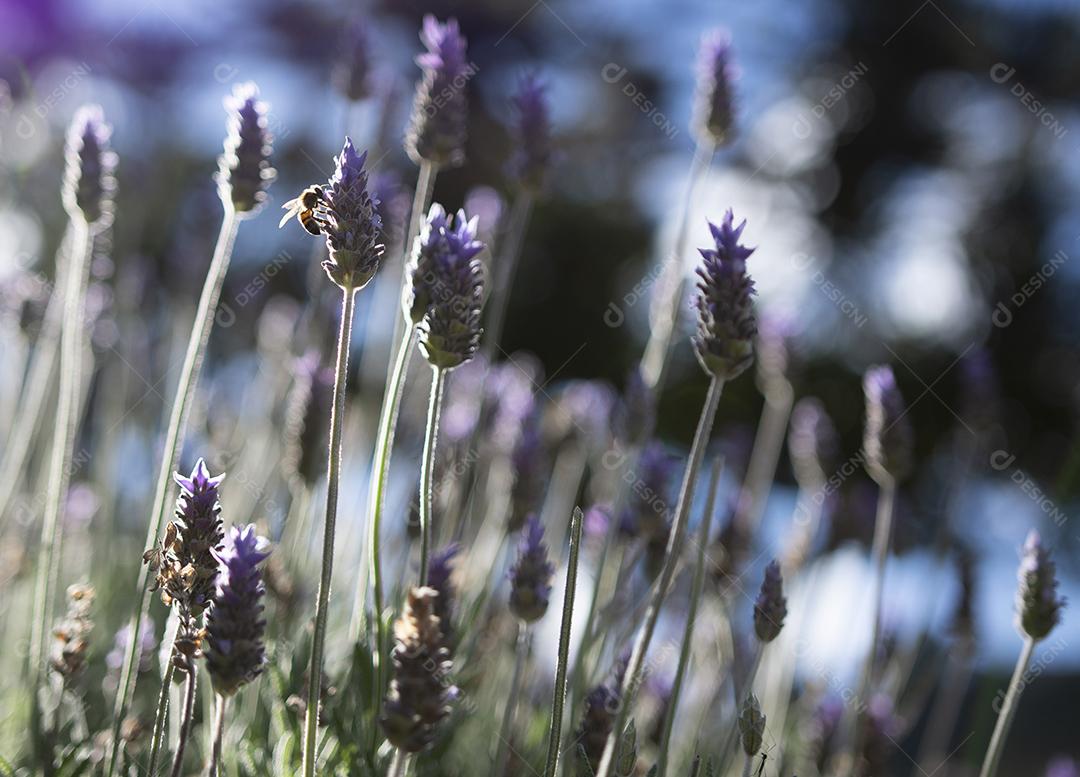 Flores de lavanda em Campos do Jordão, Brasil.