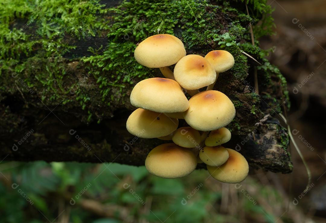 Cogumelos amarelos em um tronco caído em uma floresta tropical no Brasil.