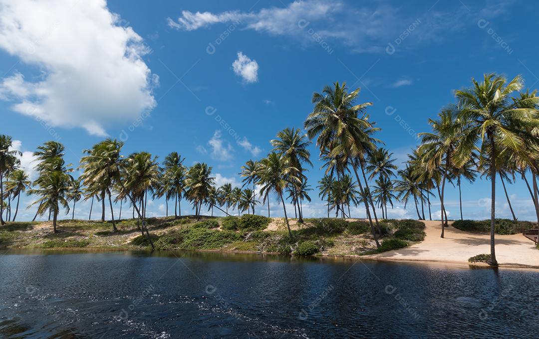 Paisagem de verão tropical com coqueiros e céu azul