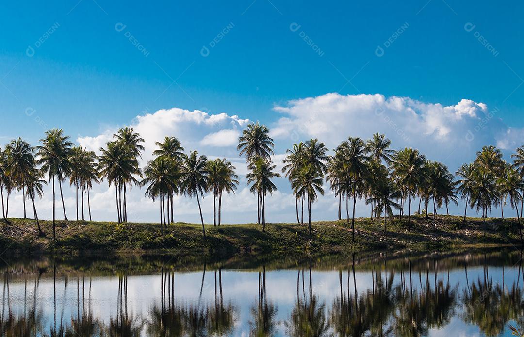 Paisagem tropical de verão com coqueiros e céu azul.
