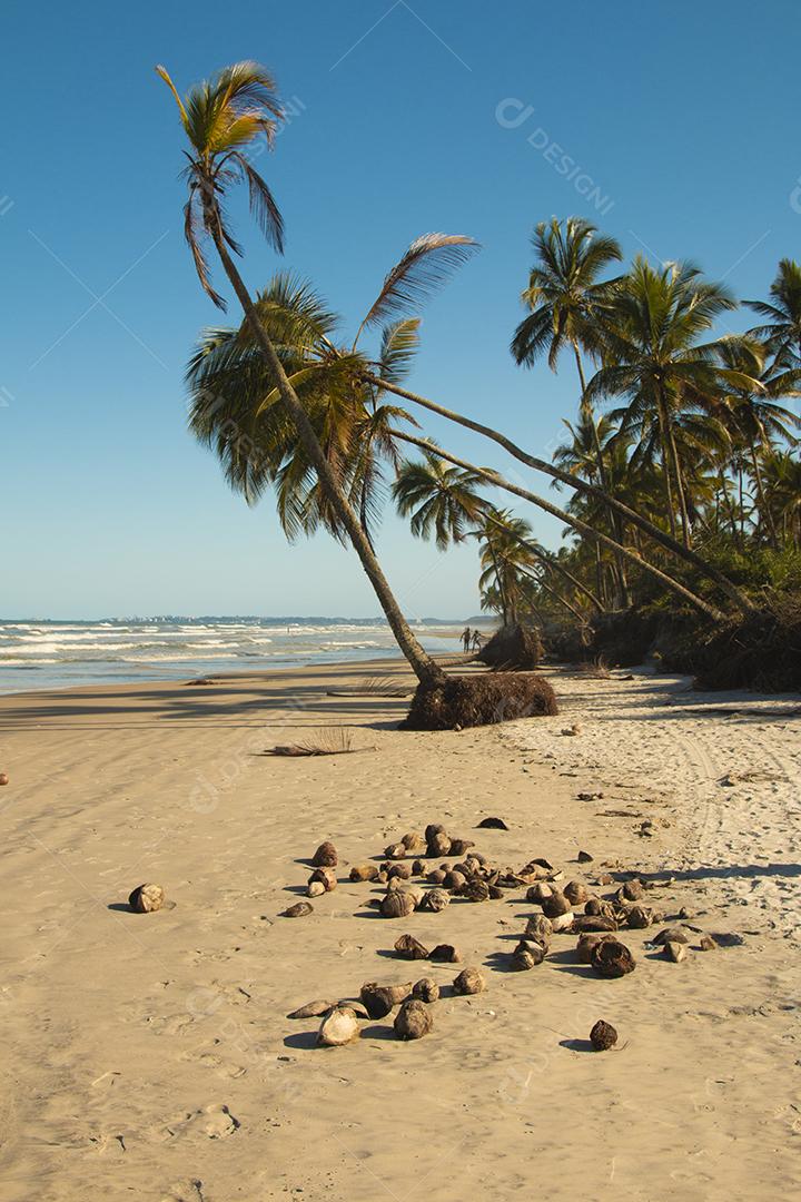 Praia tropical deserta com coqueiros ao pôr do sol