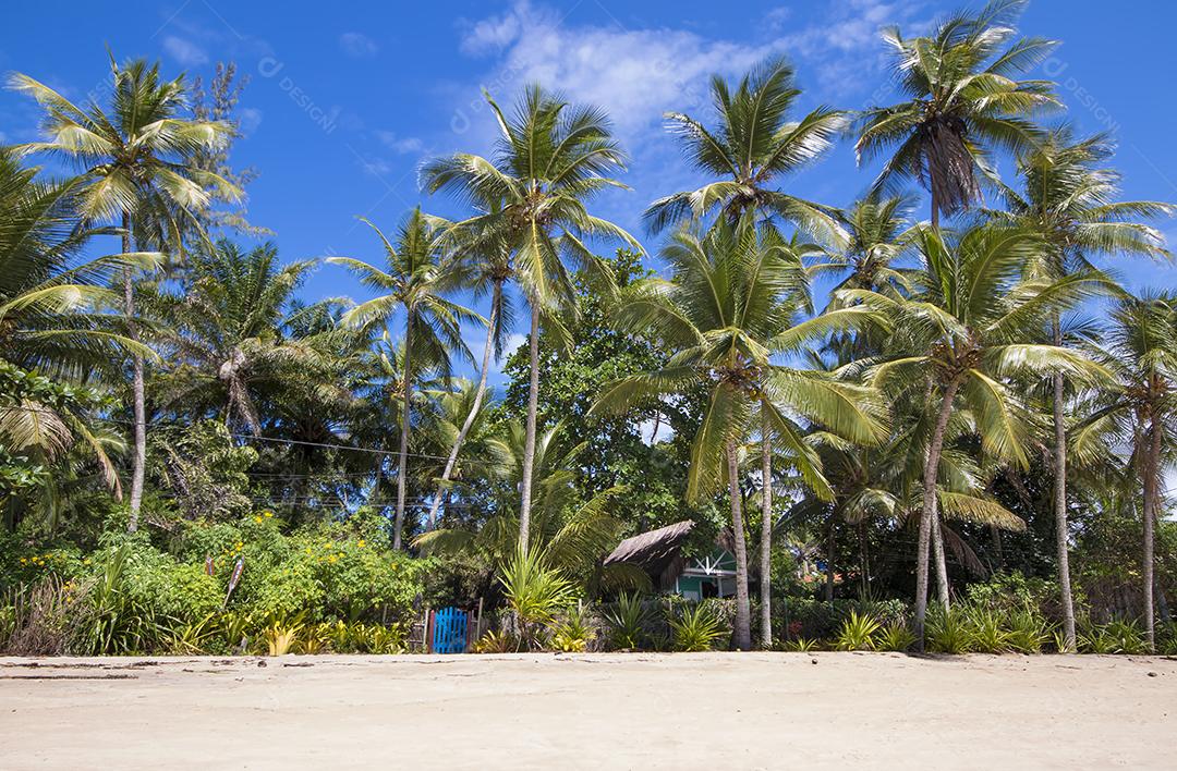 Praia tropical com coqueiros na ilha de Boipeba