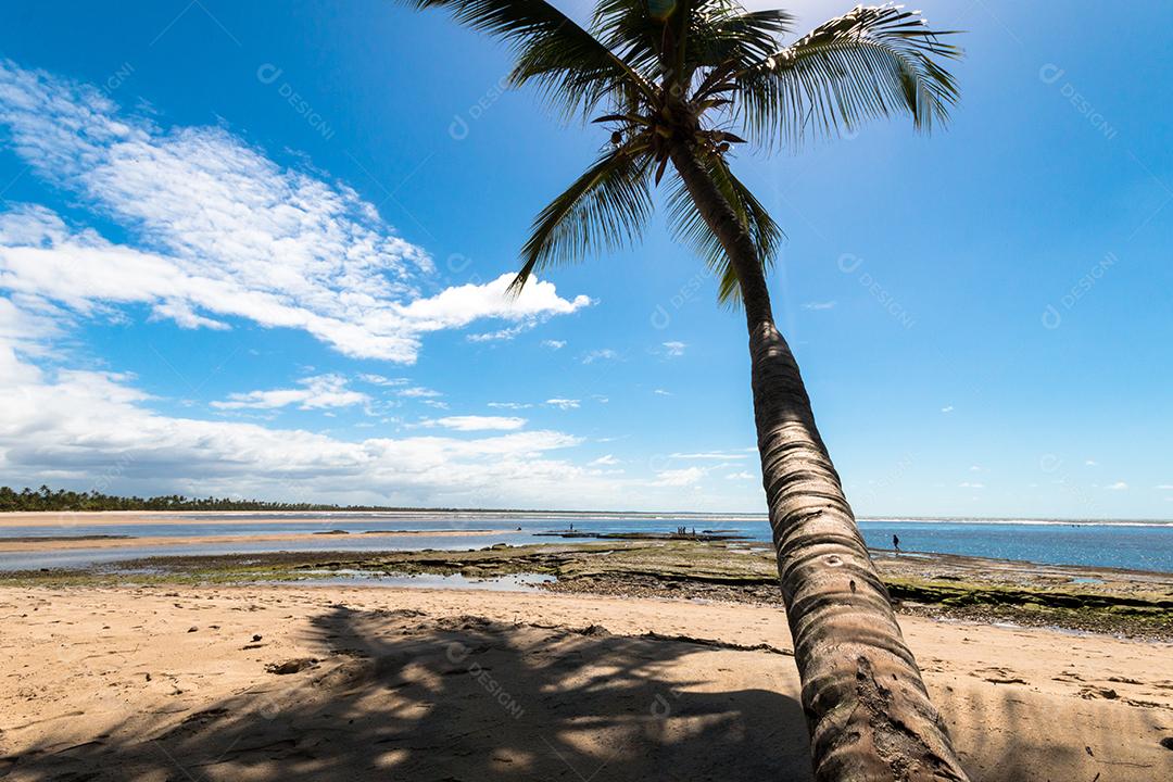 Praia tropical com coqueiros na ilha de Boipeba