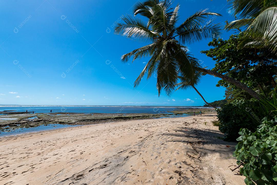 Praia tropical com coqueiros na ilha de Boipeba na Ba
