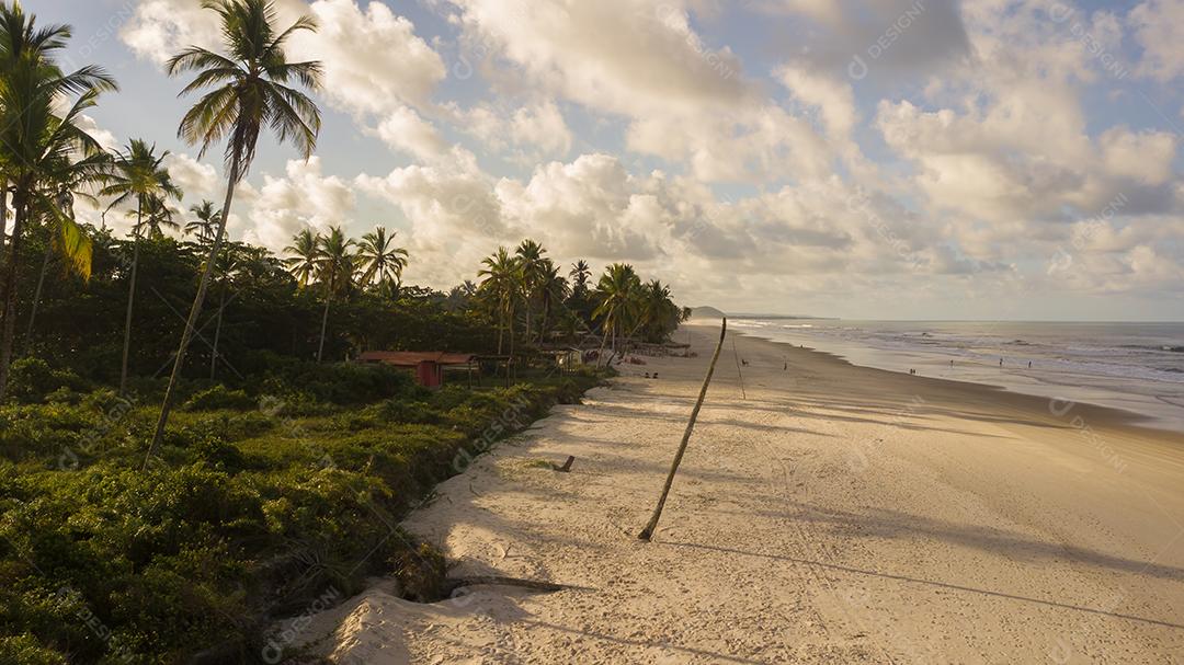 Vista aérea de drone da praia com coqueiros no litoral
