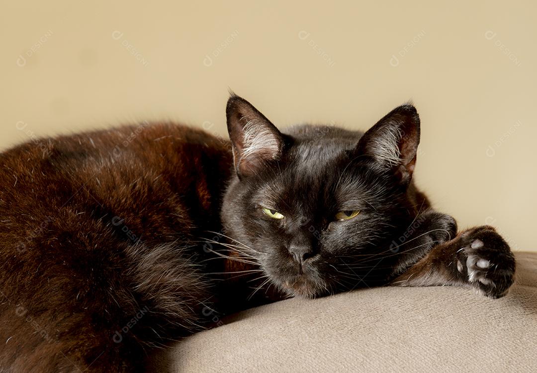 Gato preto e marrom deitado sobre o sofá