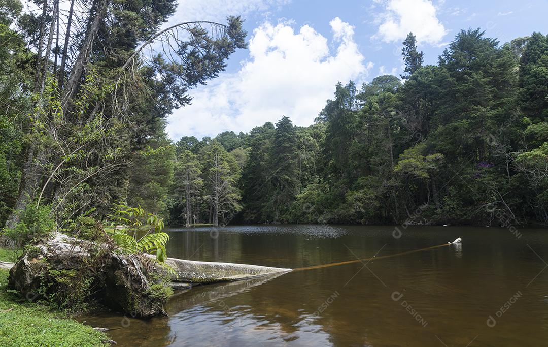 Lago na floresta com árvore caída no Brasil