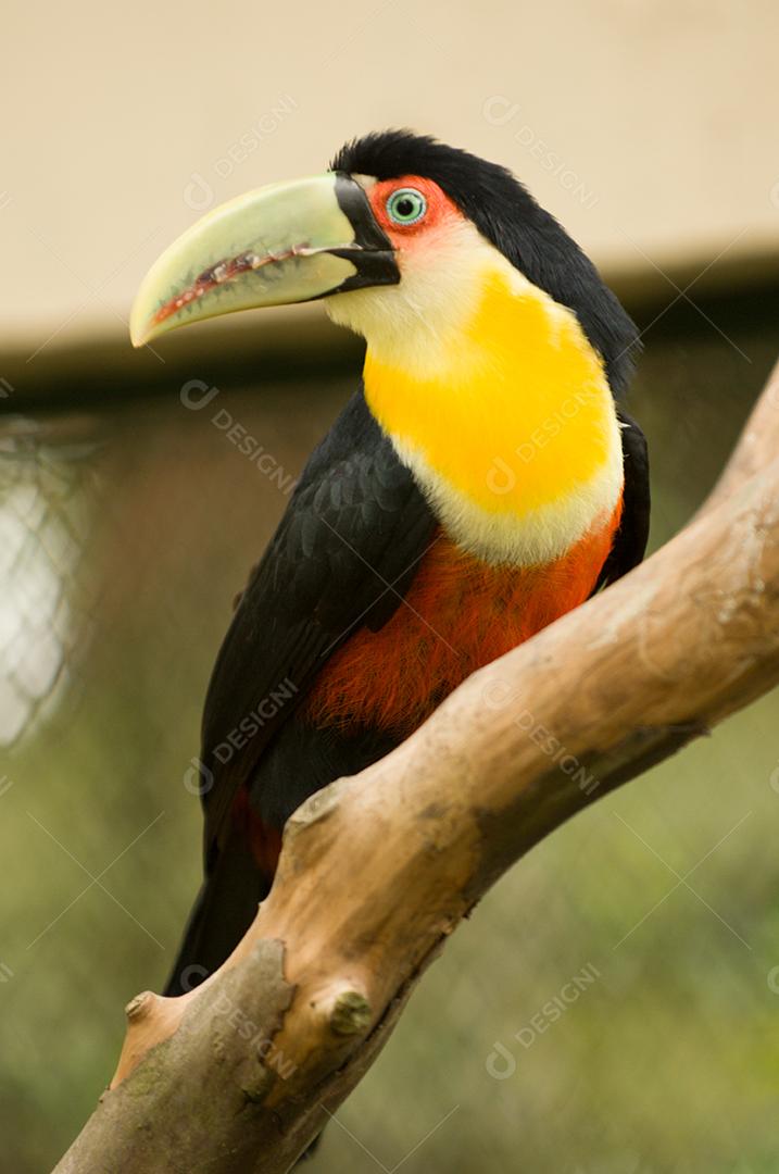 Passaros aves tucano zoologico