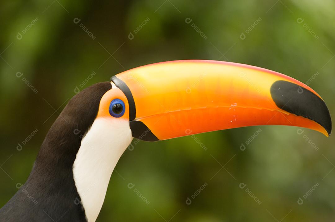 Passaros aves tucano zoologico