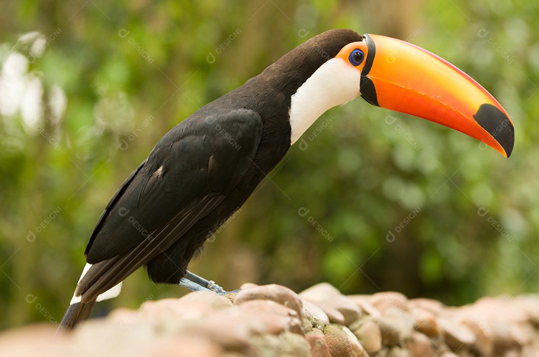 Passaros aves tucano zoologico