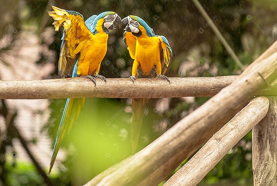 Araras passaros aves zoologico por do sol