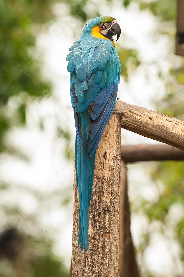 Araras passaros aves zoologico por do sol