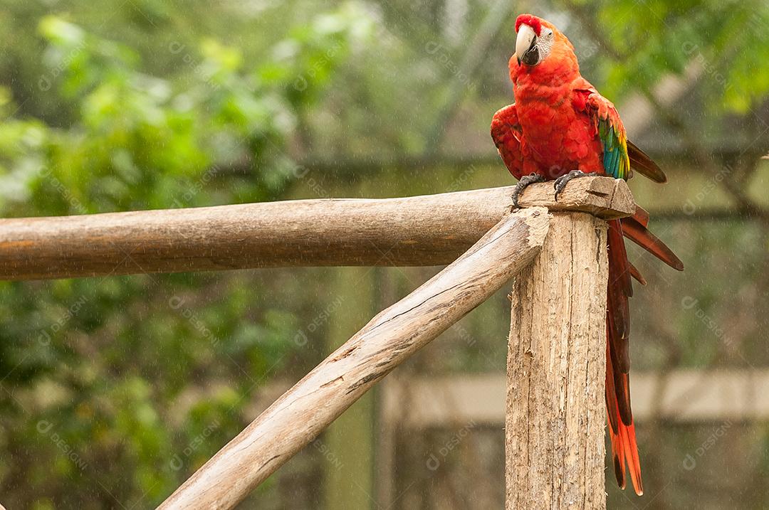 Araras passaros aves zoologico por do sol