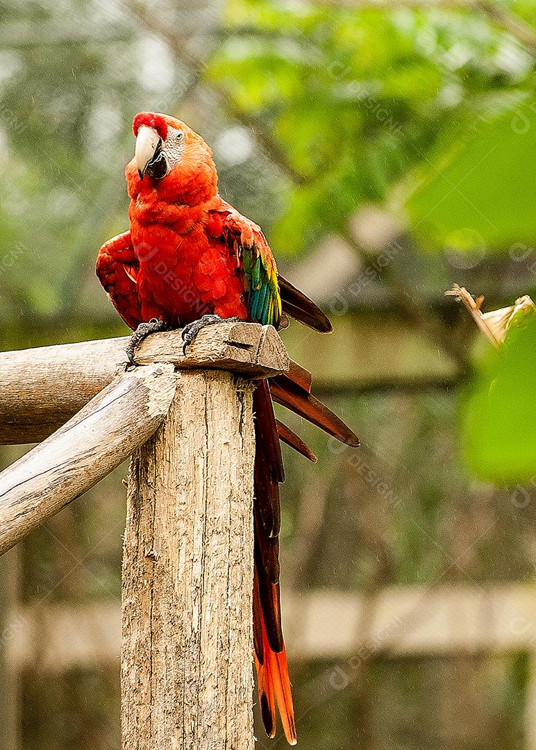 Araras passaros aves zoologico por do sol