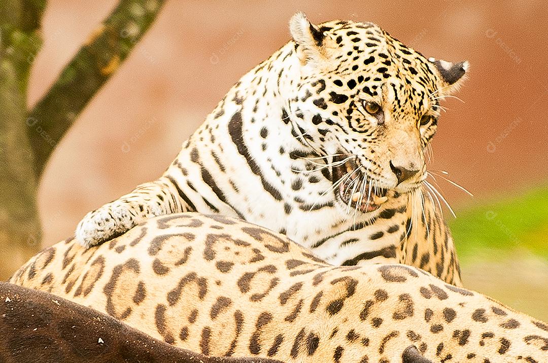 Animais feroz onças zoologico floresta