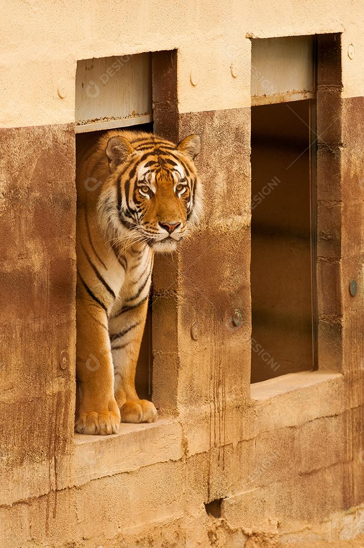 Animais feroz tigre zoologico floresta