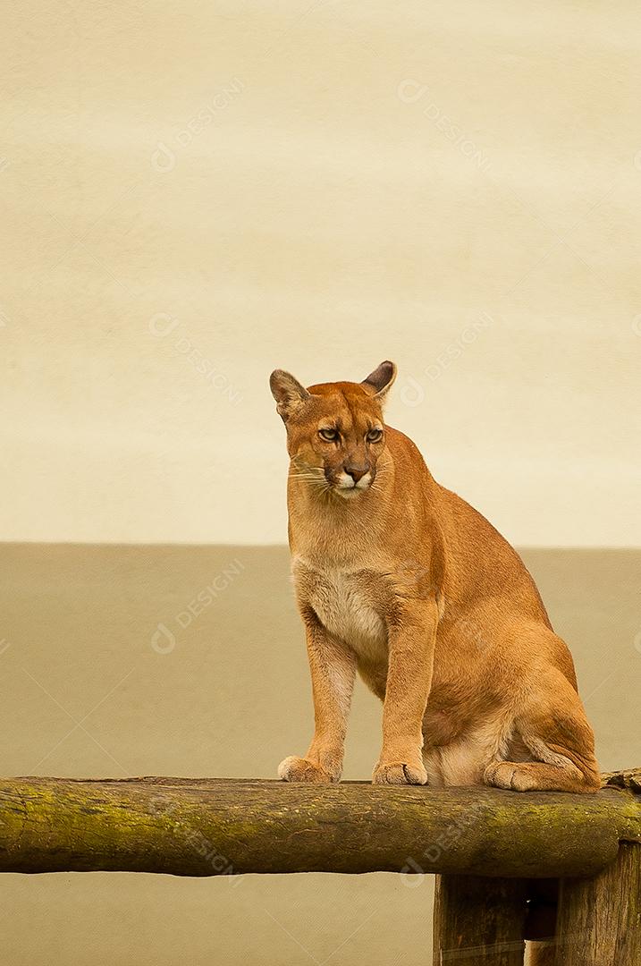 Animais Puma concolor coryi Animal