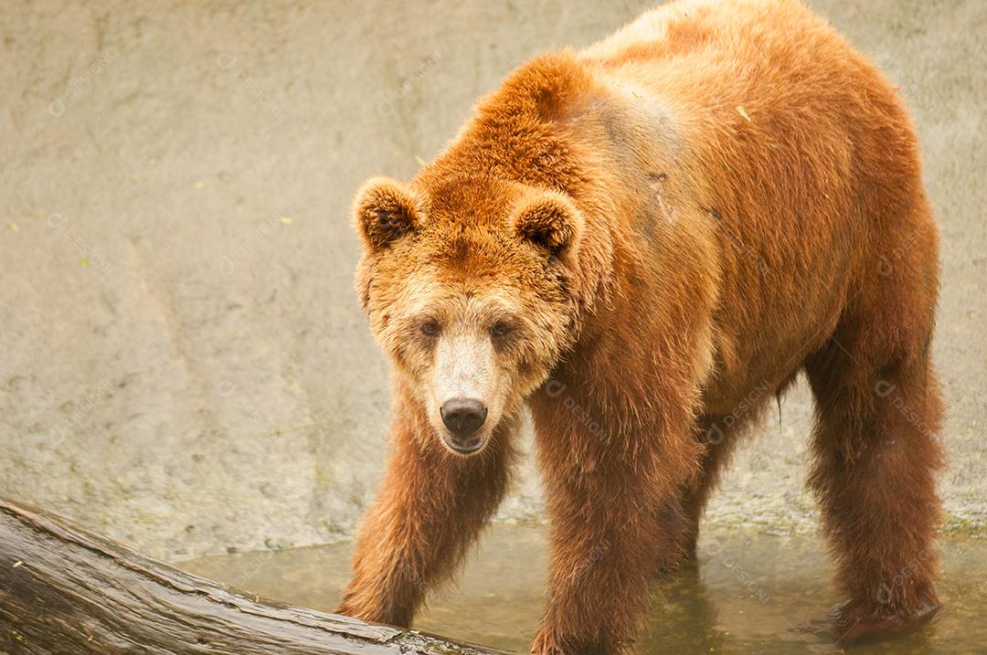 Urso-cinzento Animal feroz zoologico