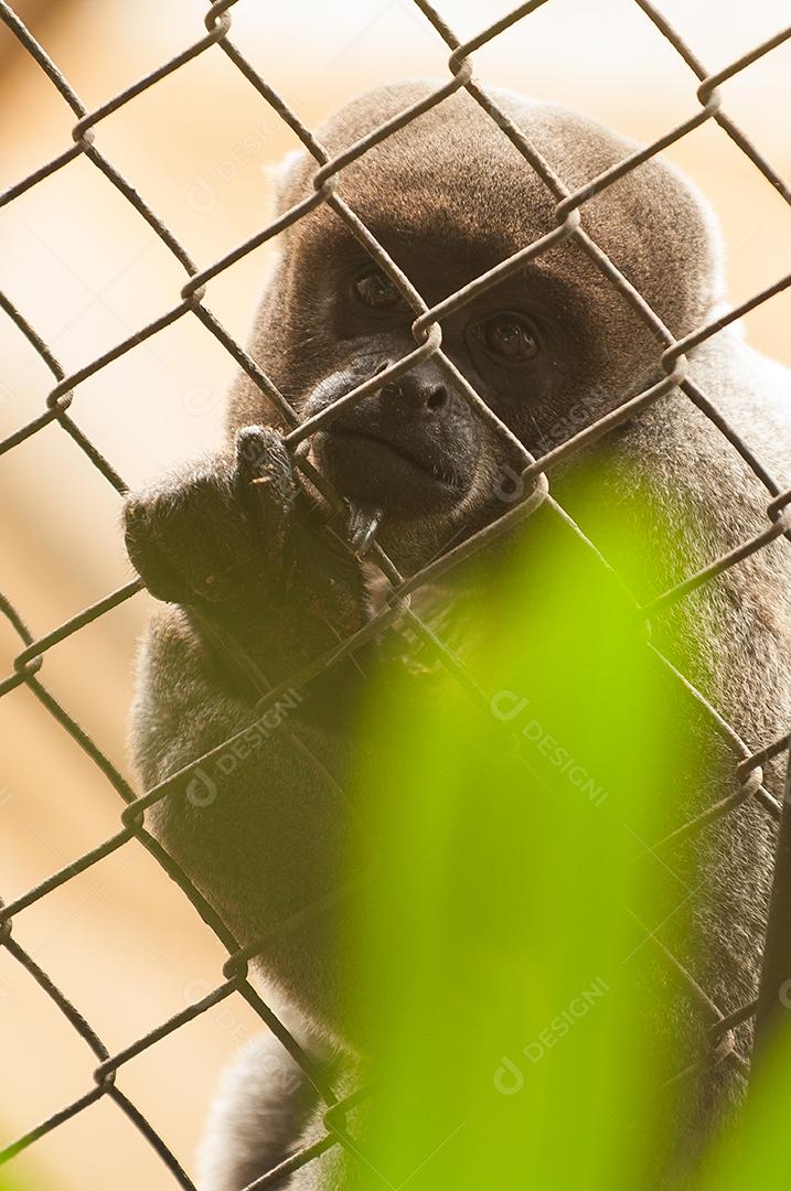 Macaco Animal feroz zoologico