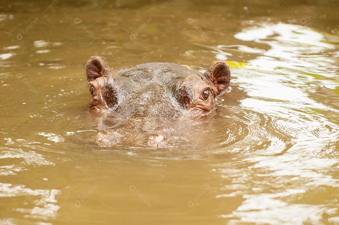 Animal Hipopótamo nadando em um lago zoologico